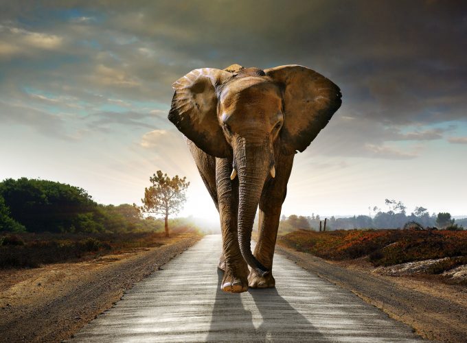 Wallpaper Elephant, sunset, road, nature, Animals 7614216214